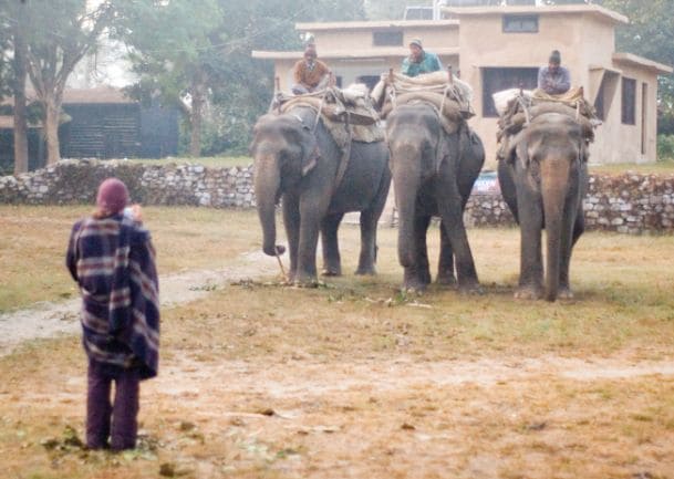 Elephant Safari 2